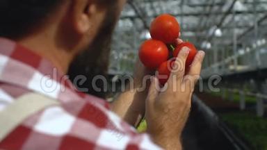 农民检查温室番茄质量，非<strong>转基因蔬菜</strong>，商业